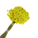 Ver imagem 2 de 600 Sempre Viva Florzinha Amarelo I Flores Desidratadas