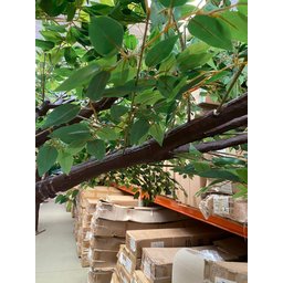 Árvore Artificial Grande Planta Realista Decoração Evento 3m - 4