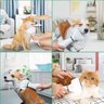 Secador de Pelo 2 In 1 Escova Pente Pet Tosa Profissional Portátil Gato Cachorro - 6
