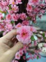 Ver imagem 2 de Árvore Grande 2 Metros Flores Cerejeiras Tronco Real