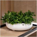Ver imagem 4 de Vaso Bacia Decorativo Redondo Branco P 9x30 Cm