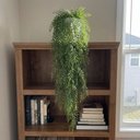 Ver imagem 1 de Pendente de Capim Artificial Premium 75cm Verde Realista para Decoração Sofisticada