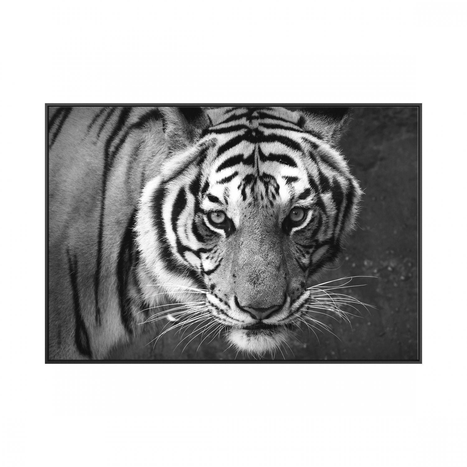 Quadro Tela Animais com Moldura 90x60cm Belchior - 1
