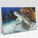 Ver imagem 2 de Quadro Decorativo em Canvas Tartaruga TaColado Moldura Flutuante 4,5cm Freijó 120 x 80cm