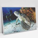 Ver imagem 4 de Quadro Decorativo em Canvas Tartaruga TaColado Moldura Flutuante 4,5cm Freijó 120 x 80cm