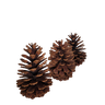 Pinha de Pinheiro Natural para Decoração -3 Unidades - 1