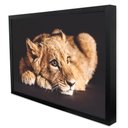 Ver imagem 3 de Quadro Decorativo Filhote do Predador em Moldura Caixa Tacolado Moldura Trad 1cm Branca com Vidro 40