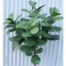 Arvore Planta Ficus Lyrata 160cm Decoração de Sala - 3
