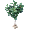 Arvore Planta Ficus Lyrata 160cm Decoração de Sala - 1
