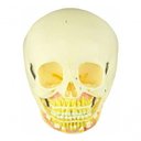 Ver imagem 1 de Crânio Infantil com Mandíbula Aberta em 2 Partes