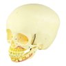 Crânio Infantil com Mandíbula Aberta em 2 Partes - 6