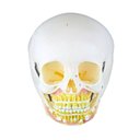 Ver imagem 2 de Crânio Infantil com Mandíbula Aberta em 2 Partes