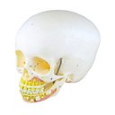 Ver imagem 3 de Crânio Infantil com Mandíbula Aberta em 2 Partes