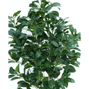 Ver imagem 3 de Árvore Planta Figueira Asiática 162 cm Verde Realista