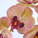 Ver imagem 2 de Arranjo de Orquídea Artificial Outonada em Vaso Incolor Tina
