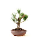 Ver imagem 4 de Pre Bonsai Pinheiro Negro 16 Anos
