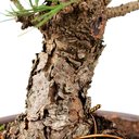 Ver mais imagens de Pre Bonsai Pinheiro Negro 16 Anos