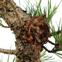 Ver imagem 5 de Pre Bonsai Pinheiro Negro 16 Anos