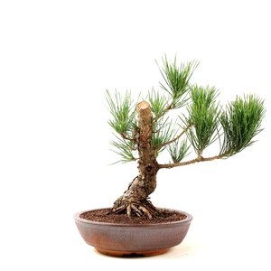 Pre Bonsai Pinheiro Negro 16 Anos