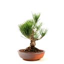 Ver imagem 2 de Pre Bonsai Pinheiro Negro 16 Anos