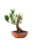 Ver imagem 3 de Pre Bonsai Pinheiro Negro 16 Anos