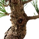 Ver imagem 7 de Pre Bonsai Pinheiro Negro 16 Anos