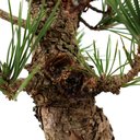 Ver imagem 6 de Pre Bonsai Pinheiro Negro 16 Anos