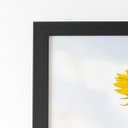 Ver imagem 2 de Quadro Girassol Flor Fotografia Céu Moldura Preta 60x40cm