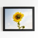 Ver imagem 1 de Quadro Girassol Flor Fotografia Céu Moldura Preta 60x40cm