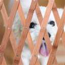 Ver imagem 4 de Portao Pet Cao Cachorro Bebe Criança Bambu Retratil Sanfonado Cercado Proteçao Segurança Resistente 