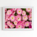 Ver imagem 1 de Quadro Crisântemo Rosa Flores Foto Moldura Branca 60x40cm