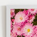 Ver imagem 2 de Quadro Crisântemo Rosa Flores Foto Moldura Branca 60x40cm