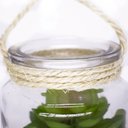 Ver imagem 4 de Folhagem Suculenta de Pendurar com Vaso de Vidro Verde 11,5 Cm F04 - D’Rossi