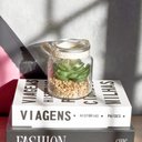 Ver imagem 2 de Folhagem Suculenta de Pendurar com Vaso de Vidro Verde 11,5 Cm F04 - D’Rossi