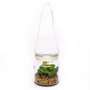Ver imagem 1 de Folhagem Suculenta de Pendurar com Vaso de Vidro Verde 11,5 Cm F04 - D’Rossi