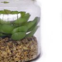 Ver imagem 5 de Folhagem Suculenta de Pendurar com Vaso de Vidro Verde 11,5 Cm F04 - D’Rossi