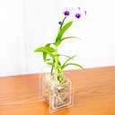 Ver imagem 1 de Vaso Decorativo Em Acrílico Cristal 16x10,5x9