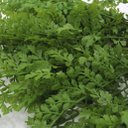 Ver imagem 3 de 4 Ramos Artificial Salsinha Flor Plantas com 13 Galhos 46cm