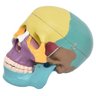 Crânio Humano Colorido em 3 Partes Modelo Anatomia - 2
