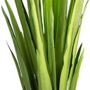 Ver imagem 2 de Planta Artificial Dracena Garrafa Real Toque X37 Verde 120 Cm F04 - D’Rossi