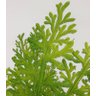 Buque Selaginella x 13 Folhas Planta Realista Luxo 46 cm - 2