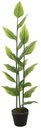 Ver imagem 1 de Planta Artificial Arvore Hosta Real Toque C/pote X19 Verde Creme 1,2m