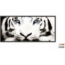 Quadros Decorativos Tigre Branco 130x60 Moldura Preta 2x2 - 2