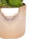 Ver imagem 4 de Vaso Decorativo Dourado com Suculentas Artificiais Sortidas 19x8 cm F04 - D’Rossi Vaso com Su