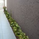 Ver imagem 1 de Kit 20 Buquês de Singônio Verde Artificial Folhagens Permanente com Alta Qualidade e Toque Natural