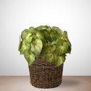 Ver imagem 6 de Kit 20 Buquês de Singônio Verde Artificial Folhagens Permanente com Alta Qualidade e Toque Natural