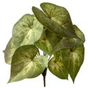 Ver imagem 4 de Kit 20 Buquês de Singônio Verde Artificial Folhagens Permanente com Alta Qualidade e Toque Natural