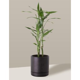 Vaso de Cerâmica com Prato para Plantas Preto Pequeno - 4
