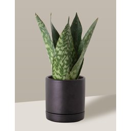Vaso de Cerâmica com Prato para Plantas Preto Pequeno - 7