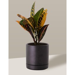 Vaso de Cerâmica com Prato para Plantas Preto Pequeno - 6